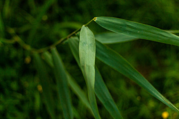 legumes vert petit pois blé graine