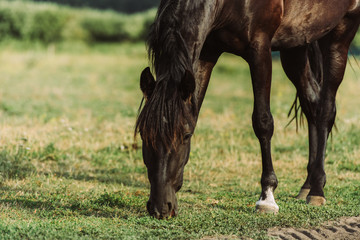 brown horse eating green grass while pasturing on field