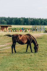 side view of brown horse eating green grass while grazing on ranch field