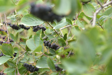 Aroniabeeren am Strauch - Aronia  melanocarpa