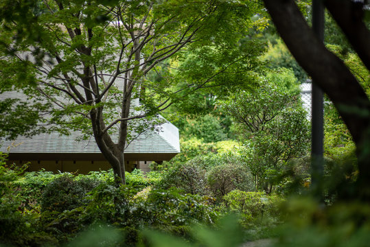 cotage in the woods