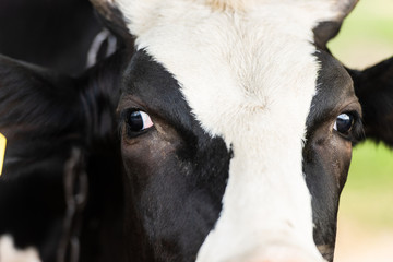 Close up view of black and white cow head