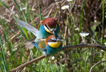 European bee-eater, merops apiaster. Birds have mating season