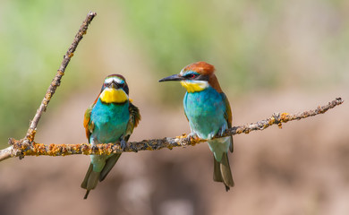 European bee-eater, merops apiaster. Two birds are sitting on a beautiful branch
