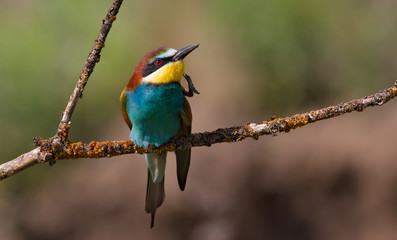 European bee-eater, merops apiaster. Bird combing feathers with its paw