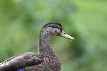 female mallard duck