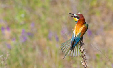 European bee-eater, merops apiaster. The bird spreads its tail like a fan and screams