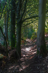 camino