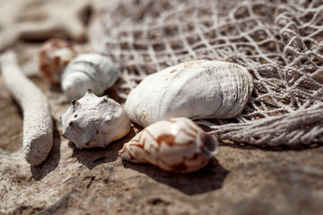 seashells close up on stone surface