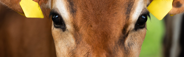 close up view of brown calf head with yellow tags in ears, horizontal image © LIGHTFIELD STUDIOS