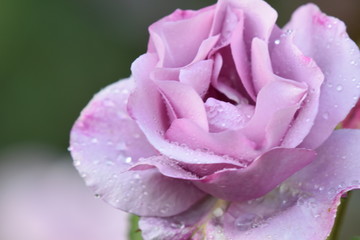 pink rose up close and dewy.