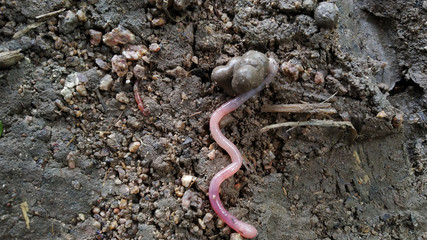 Earthworm on the soil