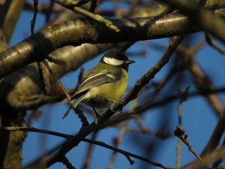 Fototapeta premium great tit parus major on tree branch in winter