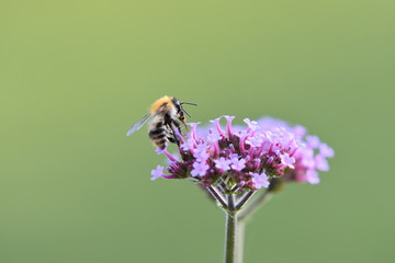 bee on pink flower