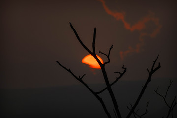 Ramas de un árbol seco con el sol rojo y el atardecer de fondo