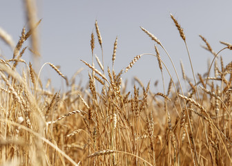 Fototapeta premium ears of wheat on blue sky