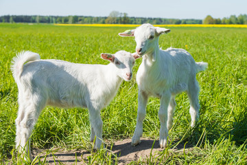 Obraz premium Two white baby goats standing on green lawn