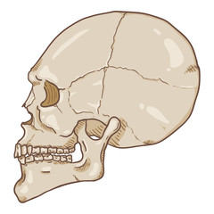 Vector Single Cartoon Illustration - White Human Skull.