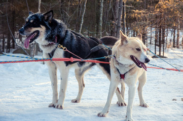 Two huskies in a winter sled