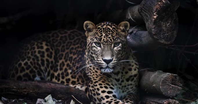 Portrait of a Panther in the forest