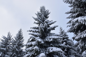 snow covered pine trees