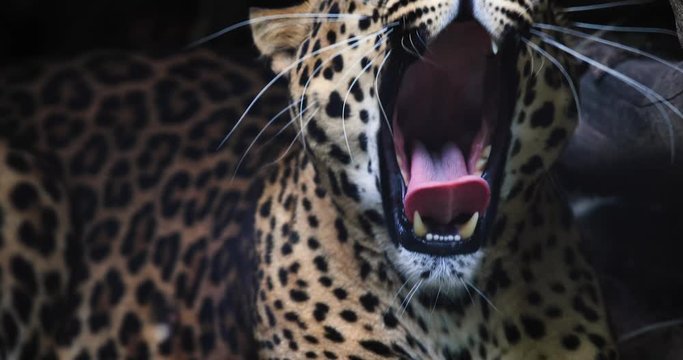 Portrait of a Panther in the forest