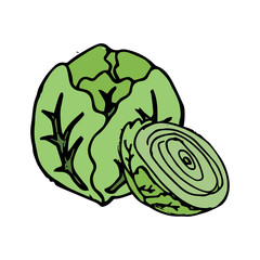 Cabbage hand drawn vegetables icon