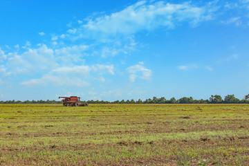 Combine harvester in rape field