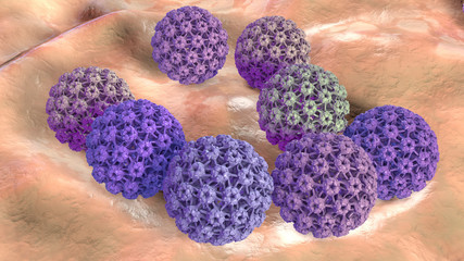 Human papillomavirus, a virus which causes warts