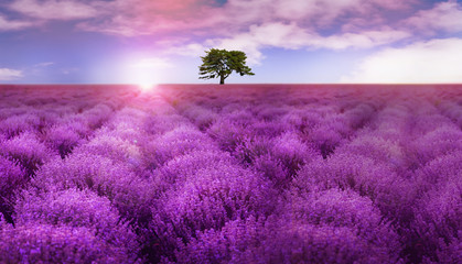Prachtig lavendelveld met enkele boom onder een geweldige hemel bij zonsopgang