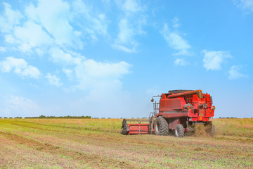 Combine harvester in rape field