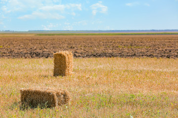 Fototapeta premium Straw bales in wheat field