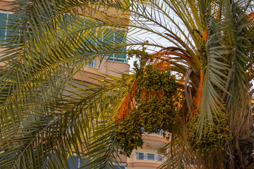 Fototapeta na wymiar Dates palm tree on the street as a decoration.