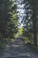 Hornisgrinde hiking trail in the Black Forest