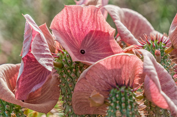Close-up of Hoodia gordonii, a medicinal plant, in flower