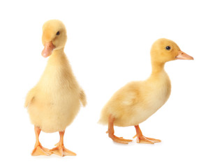 Cute ducklings on white background