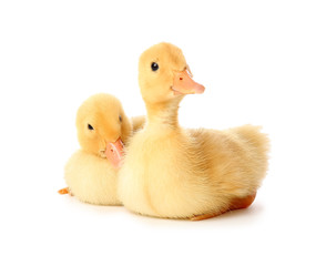Cute ducklings on white background