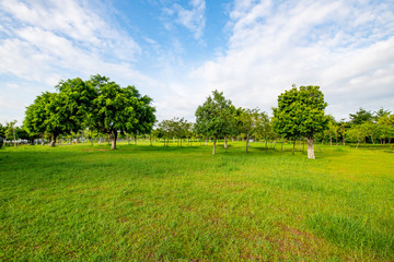 Blue sky, white clouds and green grass