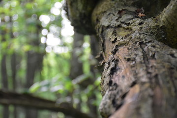 bark of a tree
