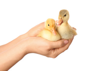 Female hands with cute ducklings on white background
