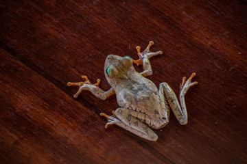 Una rana verde con patas naranjas, reposando en el suelo