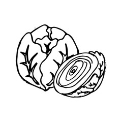Cabbage hand drawn vegetables icon