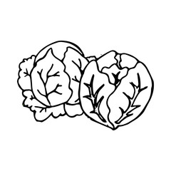 Cabbage hand drawn vegetables icon