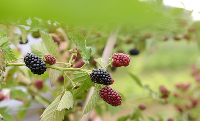  Brombeeren am Strauch - Heilpflanze