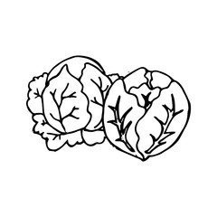 Cabbage hand drawn vegetables icon