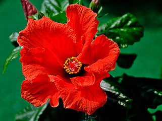 Hibiskus © Emil Lazar