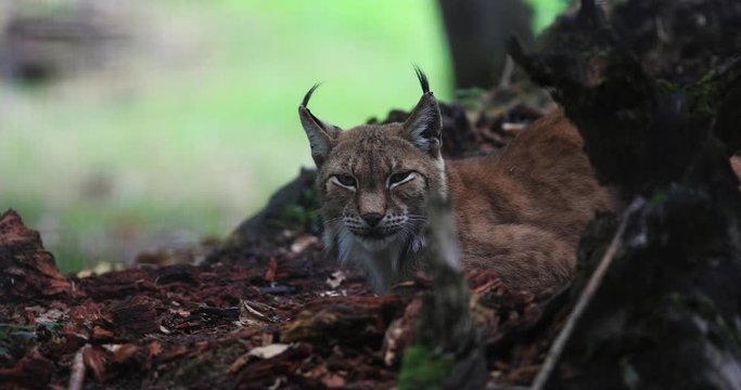 Bobcat sitting in the forest