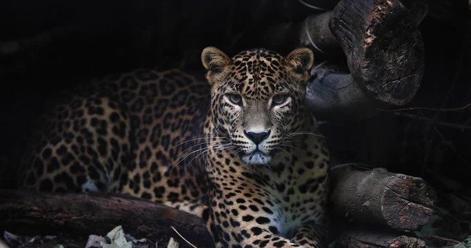 Portrait of a Panther in the forest