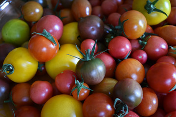 Paradeiser, Tomaten in verschiedenen Farben und Größen, gelb, rot, orange, blau, buntes Gemüse für vegane und vegetarische Küche