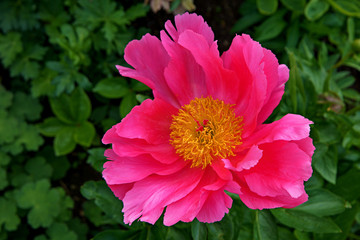 Fototapeta premium Dahlie